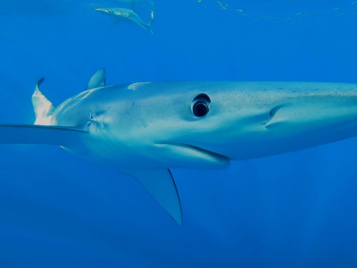 Pictured, stock image of a tintorera, known as a blue shark   (BBC)