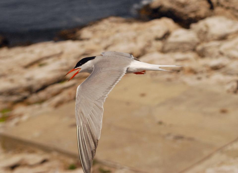 A tern in flight off the coast of Maine and New Hampshire, likely searching for fish for its chicks.