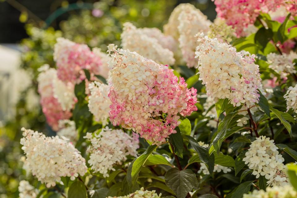 fast growing shrubs panicle hydrangea hydrangea paniculata vanille fraise on a stem