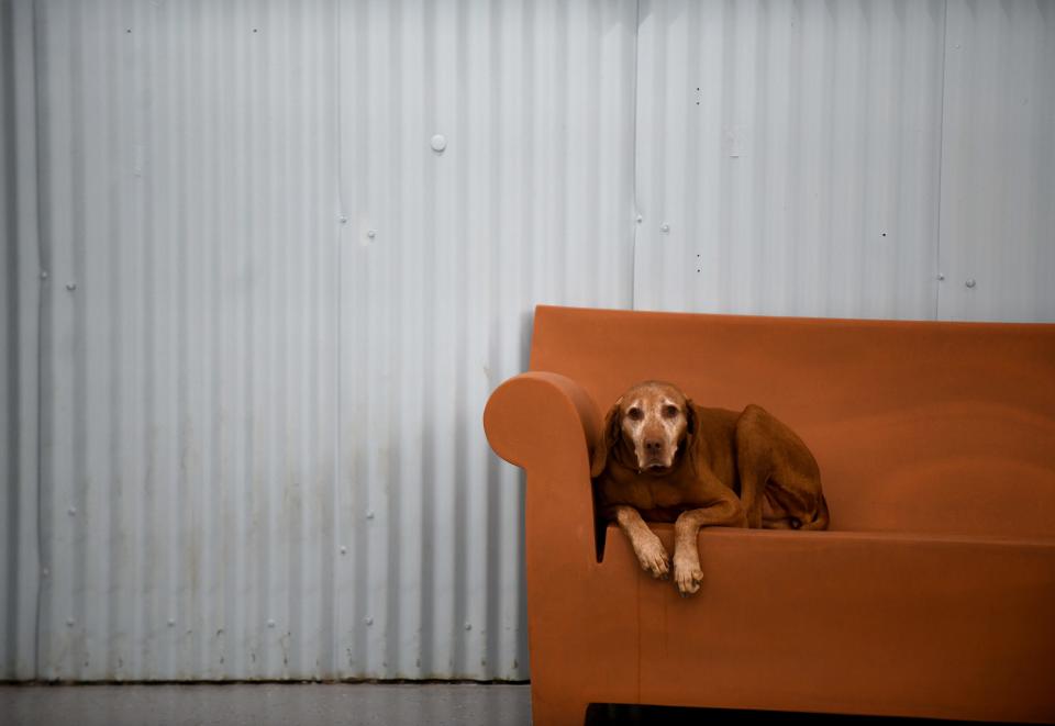 Calvin chills and watches the world Wednesday morning at Tails In the City: Dog Daycare, Boarding and Grooming in North Canton.