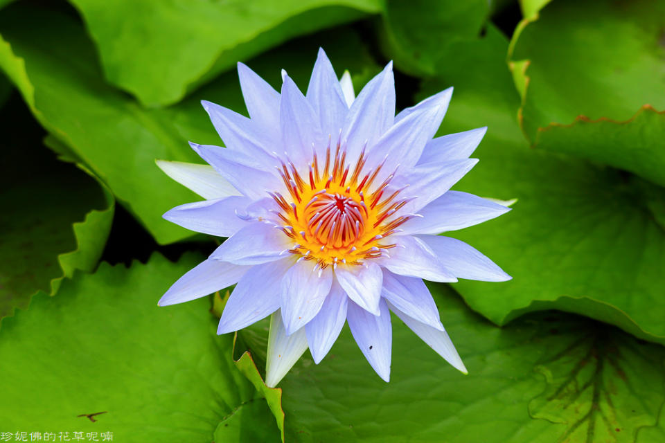 蓮緣香水蓮花園