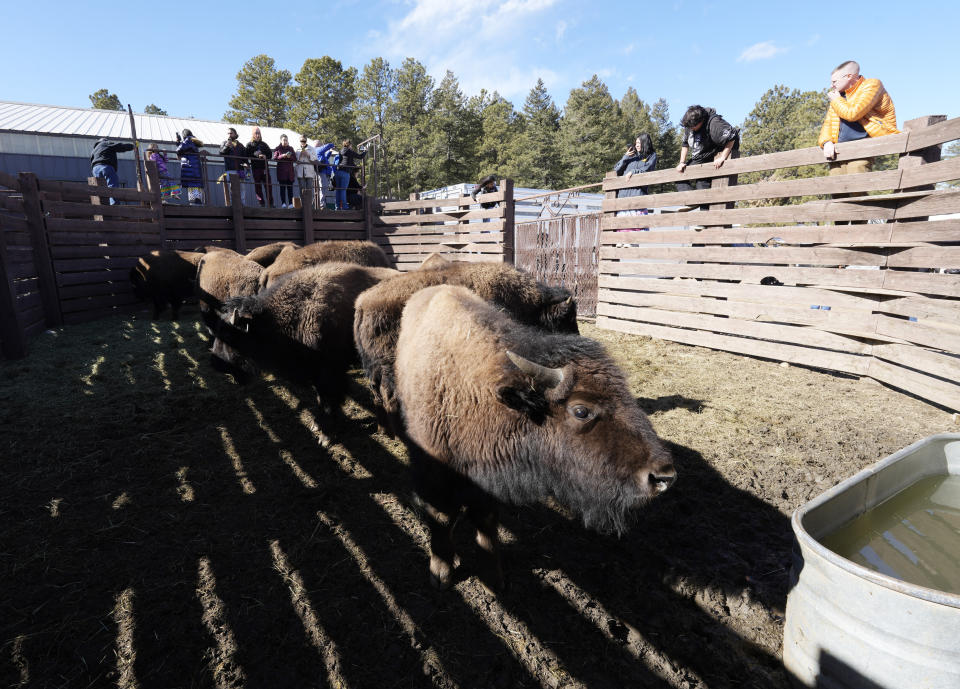 Some of the 35 Denver Mountain Park bison wait in a corral to be transferred to representatives of four Native American tribes and one memorial council as they reintroduce the animals to tribal lands, Wednesday, March 15, 2023, near Golden, Colo. (AP Photo/David Zalubowski)