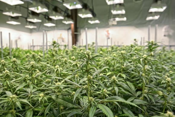 Marijuana plants growing under extensive lighting inside a greenhouse facility.