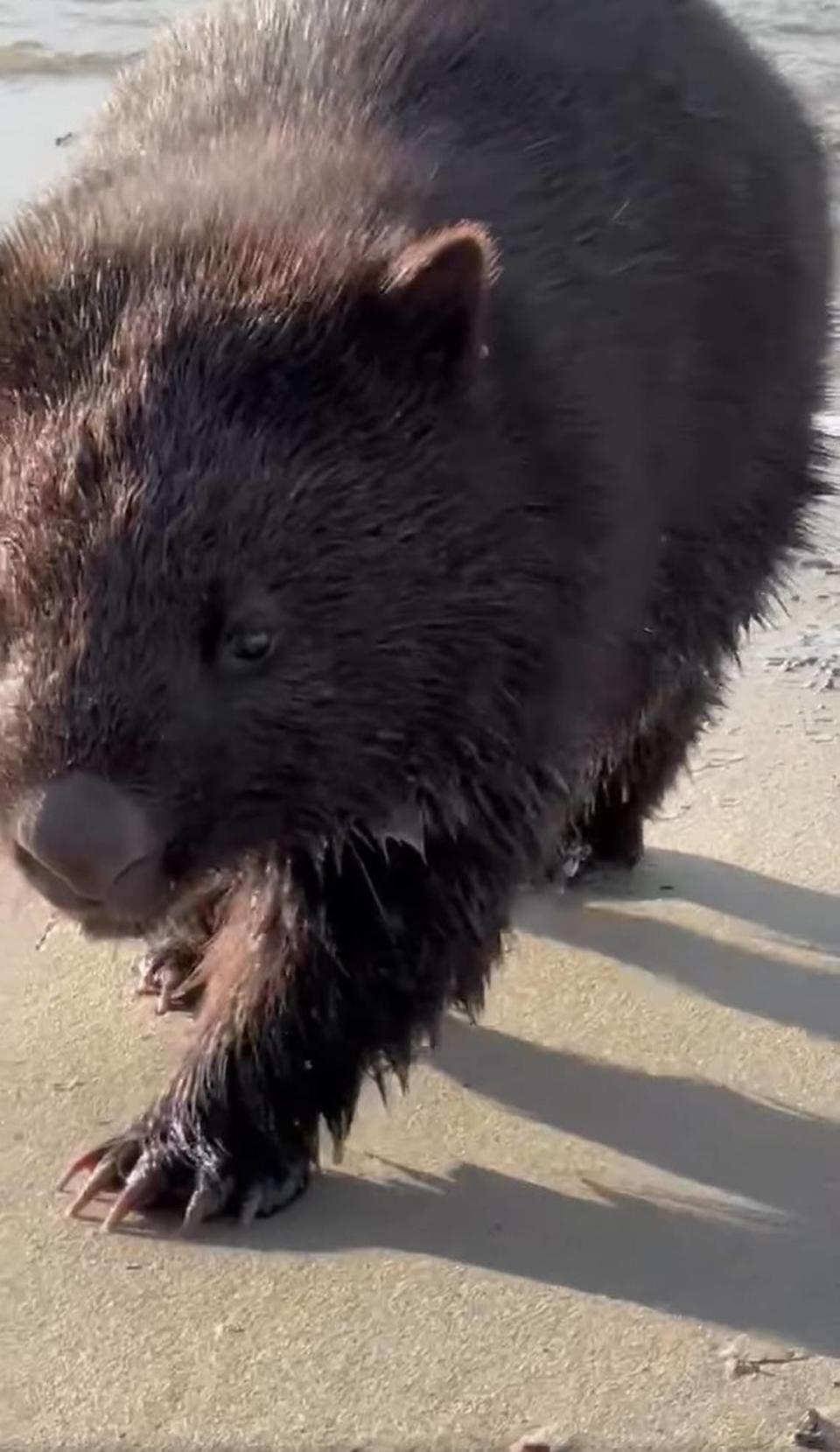 A close-up view shows the wombat’s face.