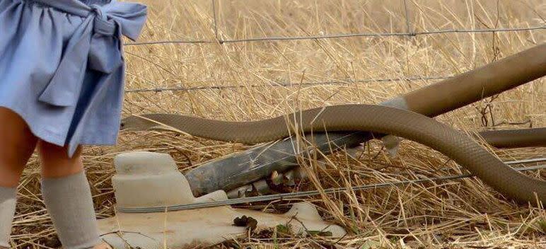 The brown snake was just centimetres away from Molly's feet. Photo: Bianca Dickinson