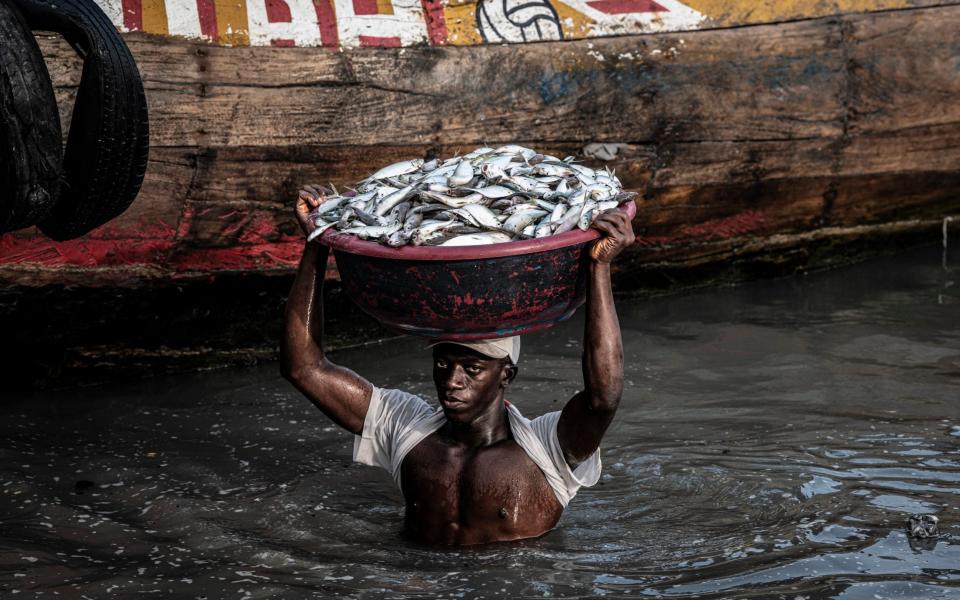 Fisherman landing his catch, Tombo Port, Sierra Leone - Simon Townsley/The Telegraph