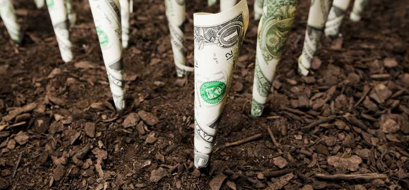 Dollars growing in soil.