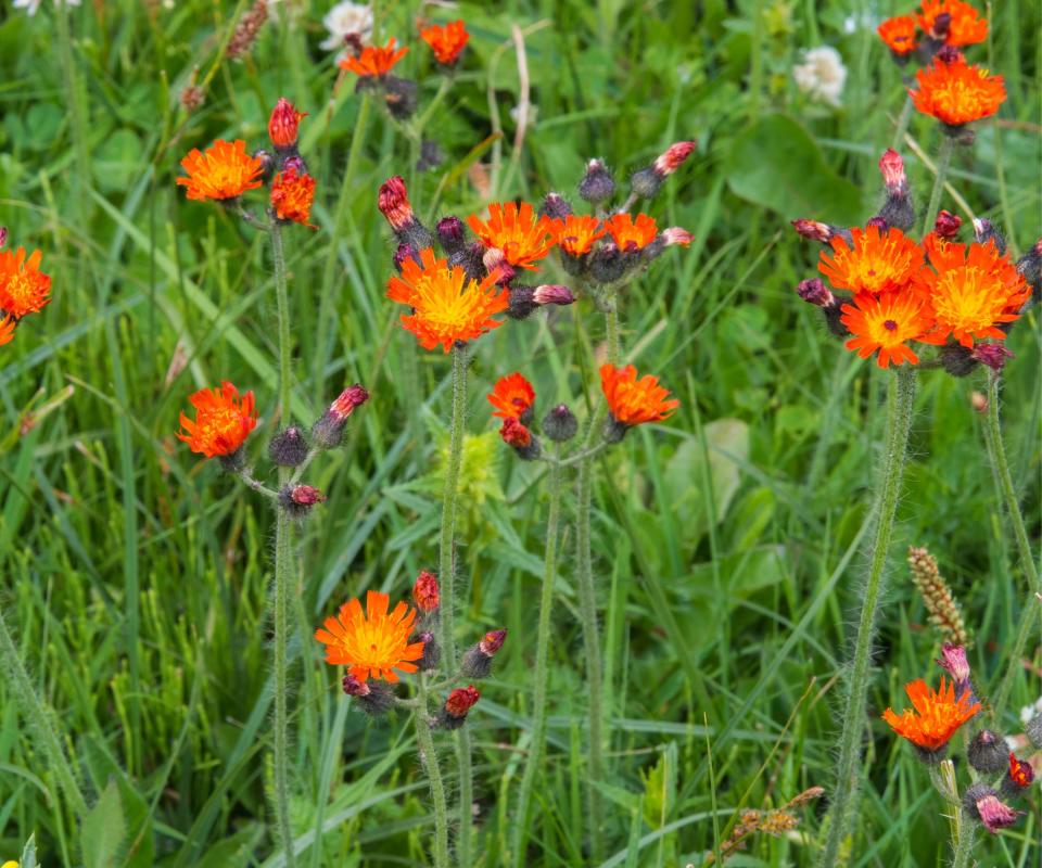 Orange and red flower head