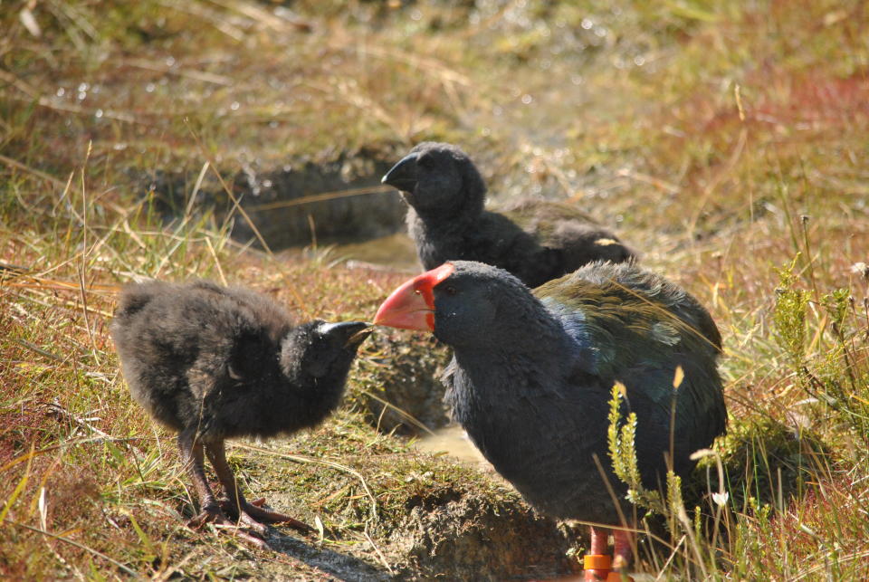 An adult and two chicks at Burwood Takahē Centre.