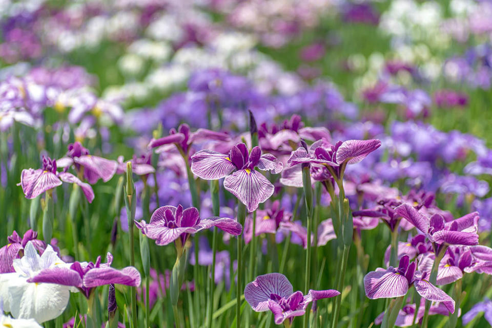 堀切菖蒲園（Image Source : Getty Creative）