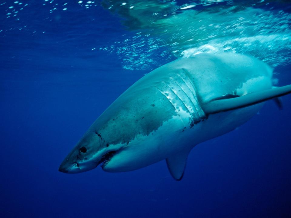 A great white shark in Mexico.