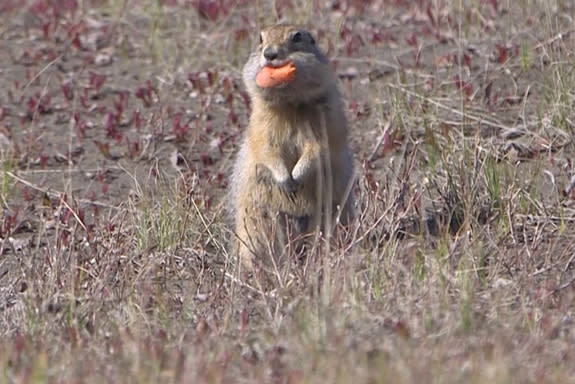 Arctic ground squirrels maintain circadian rhythms throughout the Arctic summer. These squirrels don’t emerge from their burrow until mid-morning and are usually home by early evening, even though it's essentially a constant light environment.