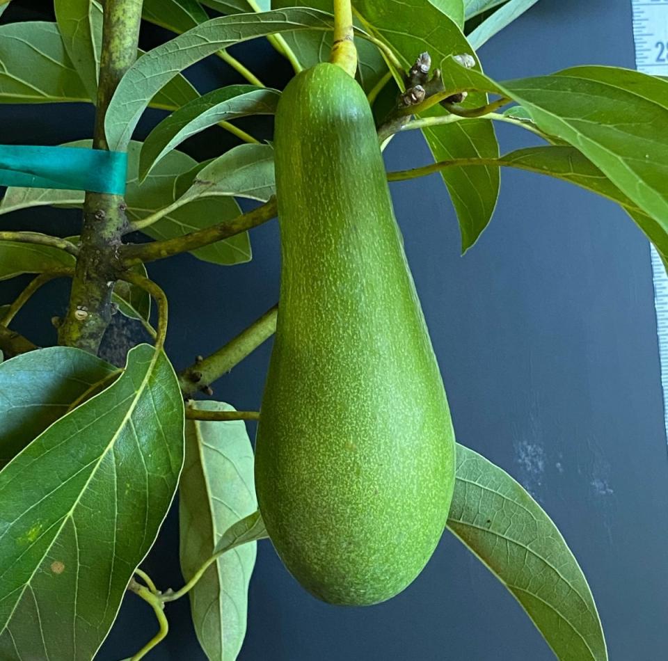 Long, light green Day avocado fruit hangs on a tree.