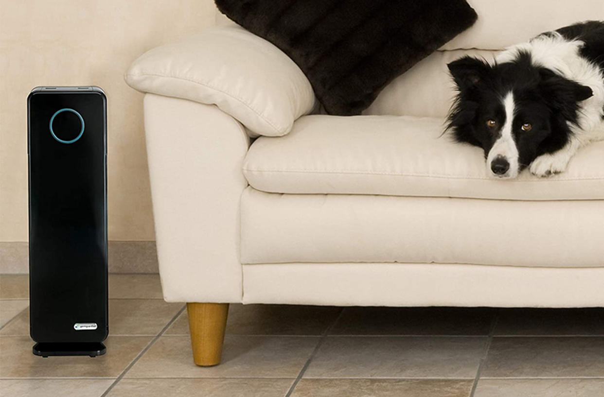 Dog on couch with air purifier nearby.