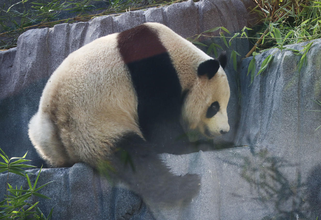 Giant panda Xin Bao in her habitat at Panda Ridge during a media preview at the San Diego Zoo on Aug. 7. 