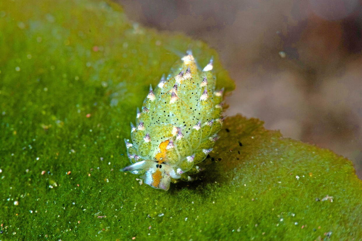 Costasiella kuroshimae, la limace de mer qui mange tellement d’algues qu’elle fait de la photosynthèse.  - Credit:Francesco RIcciardi / Alamy Stock Photo / https://www.alamy.com / Francesco RIcciardi/Alamy Stock Photo