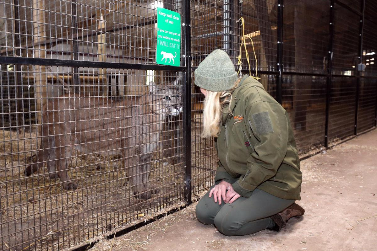 Lindsay McKenna houses mountain lions at Wildside Exotic Rescue <i>(Image: Rob Davies)</i>