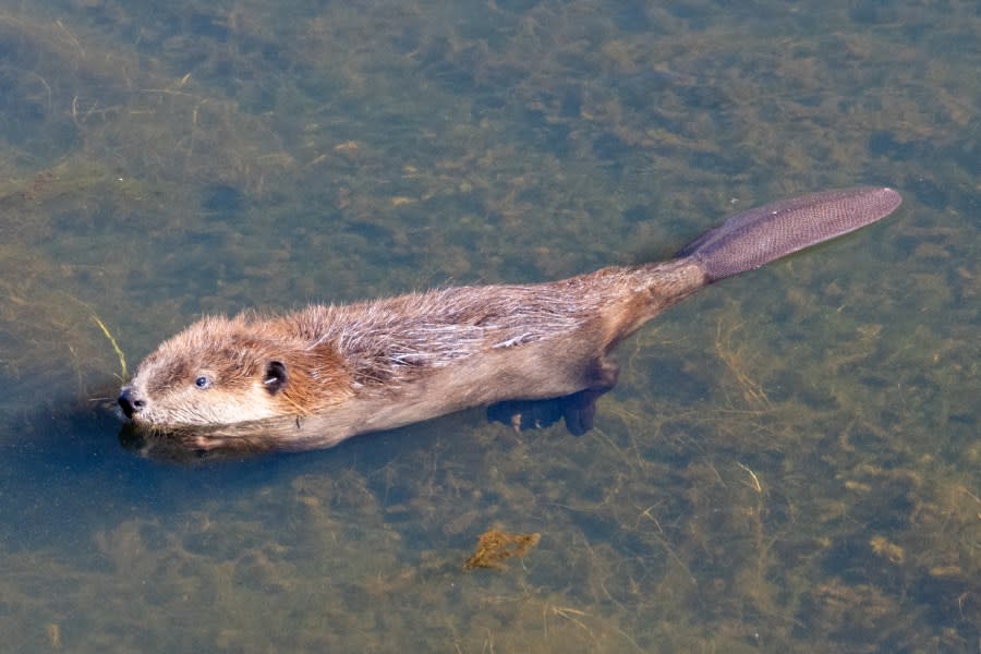 One of the three yearling beaver kits casually floats in front of attendees while awaiting the rest of the family group to join him in exploring their new home in Plumas County, California on October 18, 2023. (CDFW Photo/Travis VanZant)