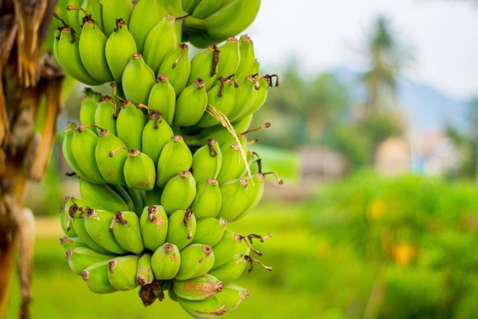 Close up of unripe, green bananas growing on a tree.