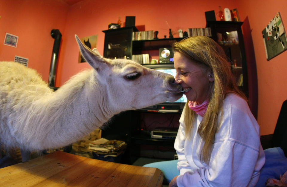 A three-year old llama 'Socke' kisses its owner Doepper in her living room in Muelheim