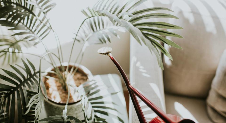 The best products to water indoor plants. (Getty Images) 