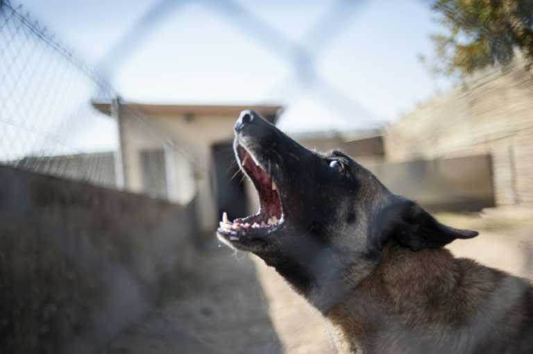 "Killer" - South Africa's most successful poacher-catching canine - barks in his cage in the Kruger National Park on June 23, 2015