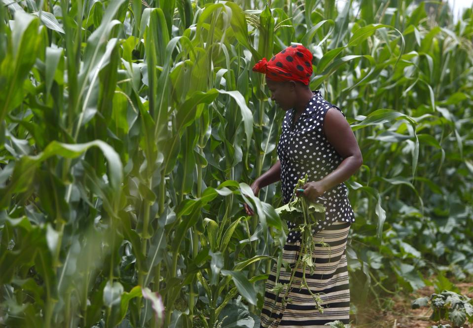 La coordinadora de atención al hogar, Stembisiwe Peme, camina por un campo de maíz durante su visita a una persona con VIH en Chikonga.