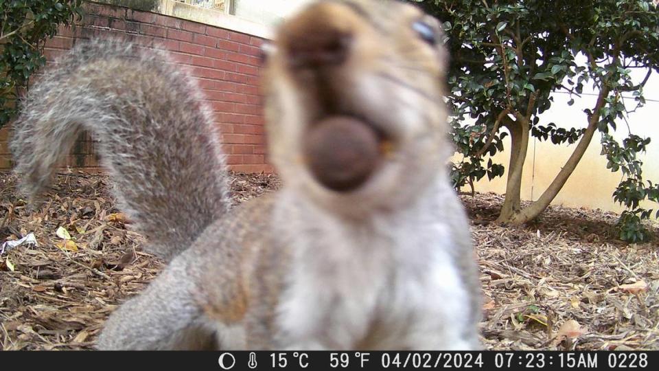 Biologist Finian Curran captured a photo of a squirrel as part of an urban wildlife photography experiment at Queens University.