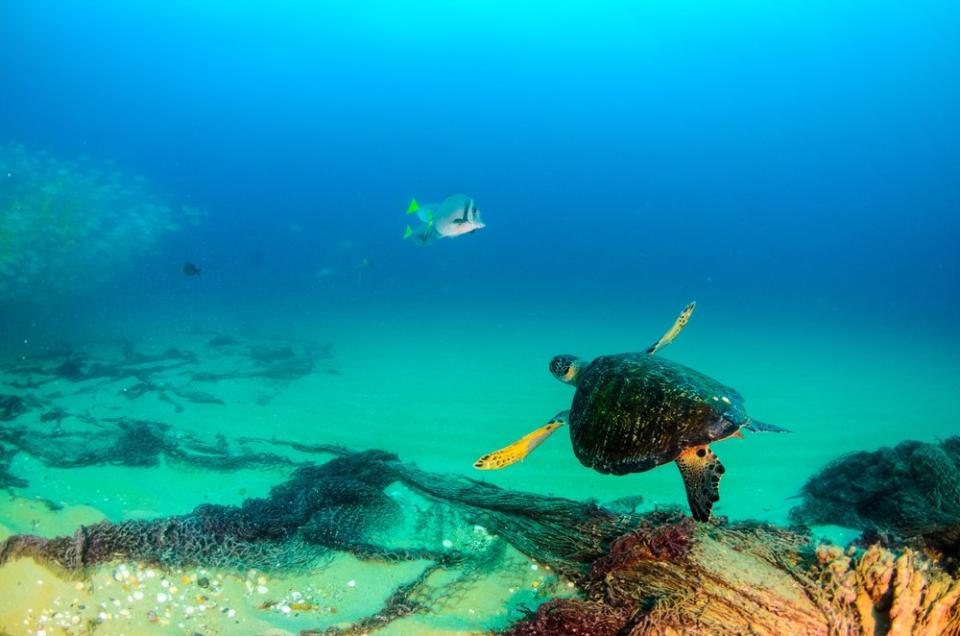 sea turtle swimming