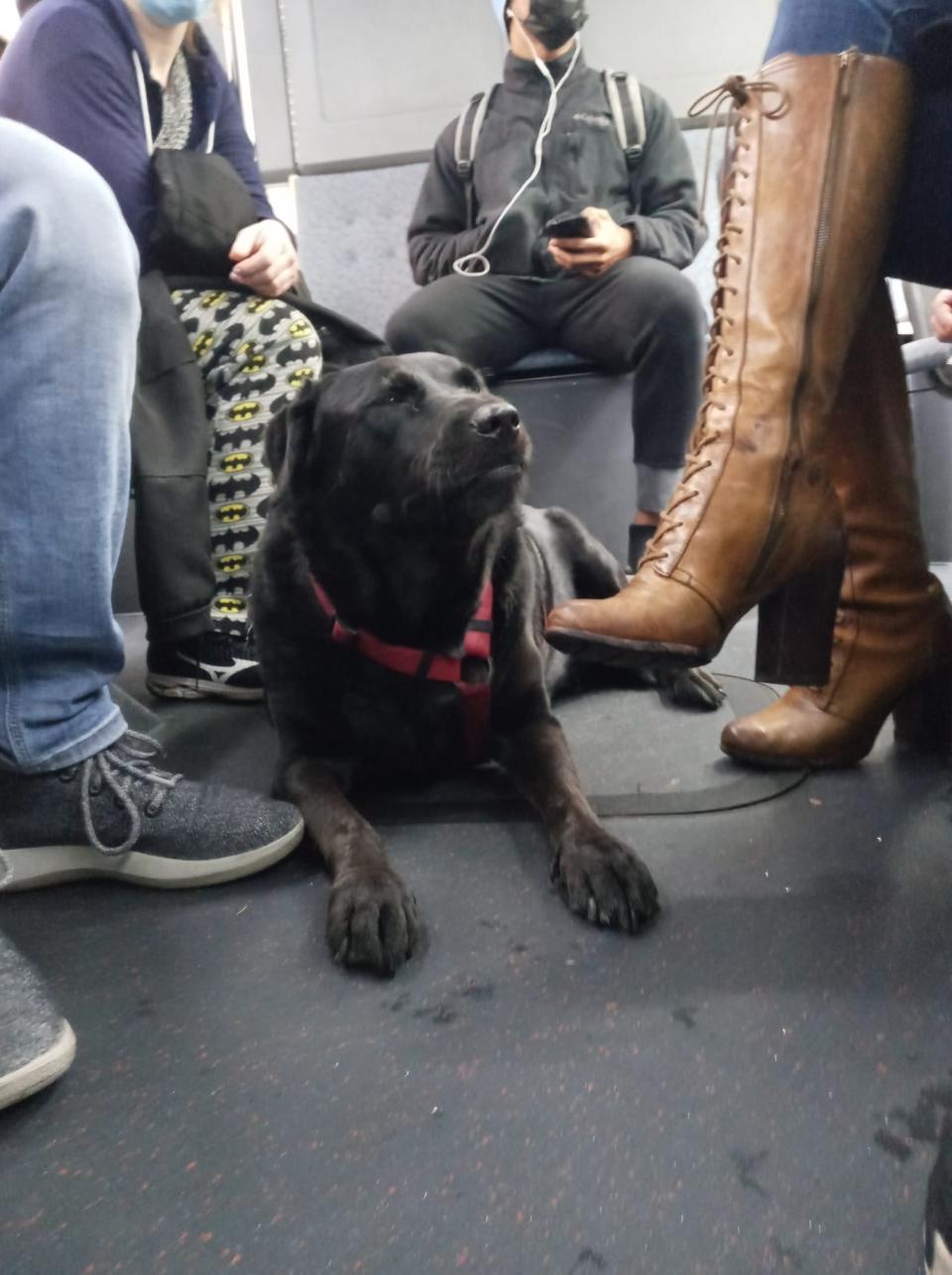 Eclipse, a dog who gained notoriety for riding Seattle’s city bus alone, is seen riding the bus in November 2021.