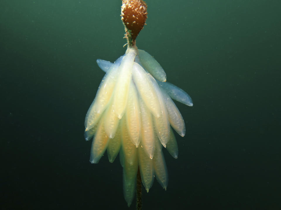 This undated photo provided by Beagle Secretos del Mar shows squid eggs in Beagle Channel, Tierra del Fuego, Argentina. Argentina's Congress on Wednesday, Dec. 12, 2018 approved two parks in the southernmost Argentine sea, increasing the country's protected oceans to nearly 10 percent of its total territory and protecting habitat and feeding grounds for penguins, sea lions, sharks and other marine species. (Mariano Rodriguez/Beagle Secretos del Mar via AP)