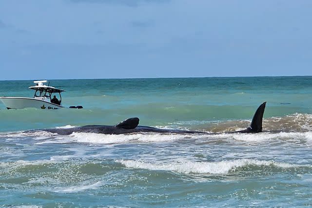 <p>Venice Police Department/ Facebook</p> The beached sperm whale in Venice, Fla.