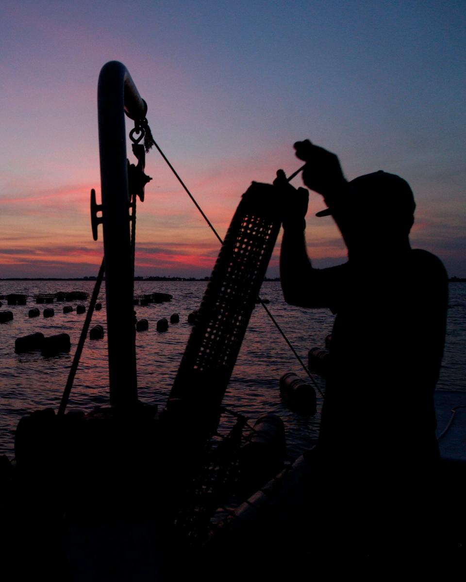 Farmers, with the Treasure Coast Shellfish oyster farm located in the Indian River Lagoon just north of Pelican Island National Wildlife Refuge work at sunrise to harvest eastern oysters before 11 a.m.