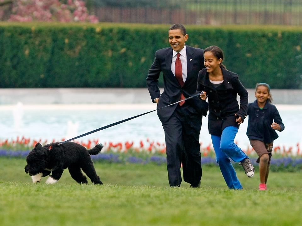 Bo Obama walk