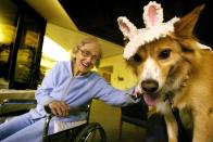 <p>Therapy dog programs become widespread in hospitals such as the Torrance Memorial Medical Center, which launched their Pet Assisted Therapy program this year. While specially trained dogs visit patients each year, Halloween is extra-special, because the pups dress in costume. </p>