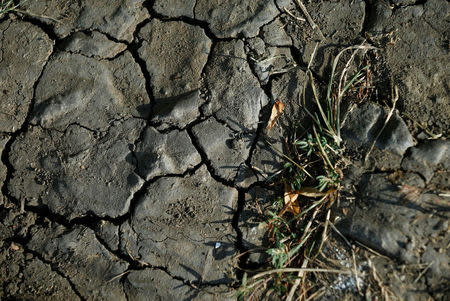 Dried out farmland is seen near Geinsheim, Germany, July 30, 2018. REUTERS/Ralph Orlowski