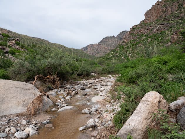 With lush greenery and water flowing in the river wash, Pima Canyon came alive after weeks of monsoon rains. (Photo: Molly Peters for HuffPost)