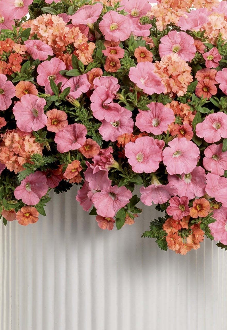 Acapulco Sun is one of three Proven Winners Recipe of the Year. It features Supertunia Bermuda Beach petunia, Superbells Coralina calibrachoa and Superbena Peachy Keen verbena.