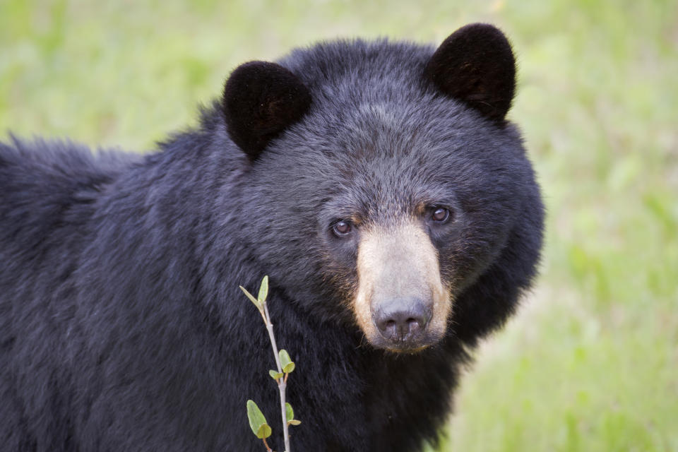 A Black Bear looks innocently at the camera.