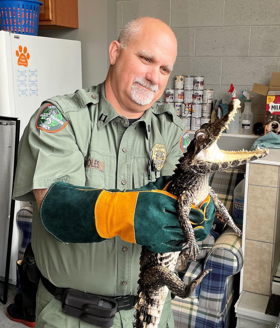 TWRA Captive Wildlife Coord. Capt. Rusty Boles holds a spectacled caiman that was abandoned behind a Knoxville business June 21, 2023.