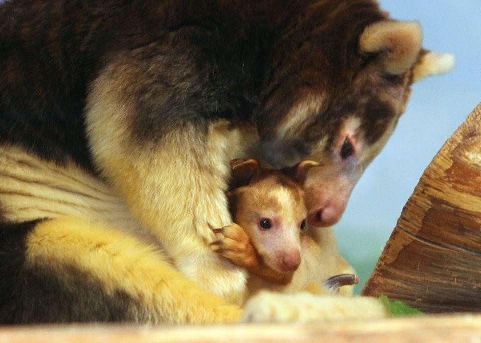 2016: A 10-year-old Tree Kangaroo at Roger Williams Park Zoo gave birth to Polly.