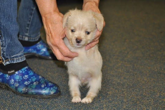 A puppy gets new “paws”