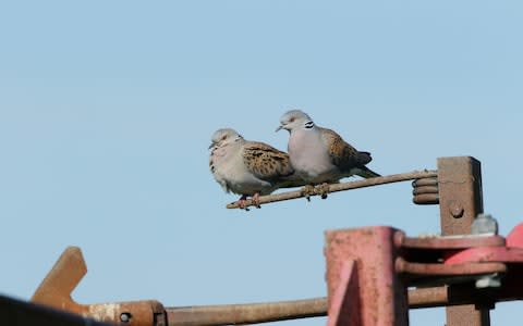 Farmers should be compensated to save the turtle dove, the RSPB has said - Credit: RSPB