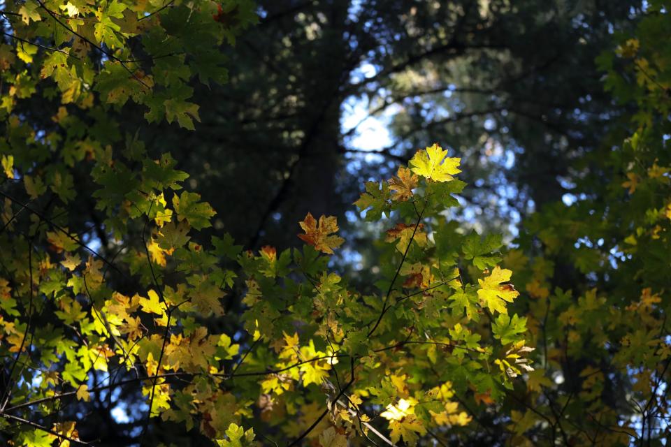 Light shines on leaves on a Big Leaf Maple tree in the Willamette National Forest.