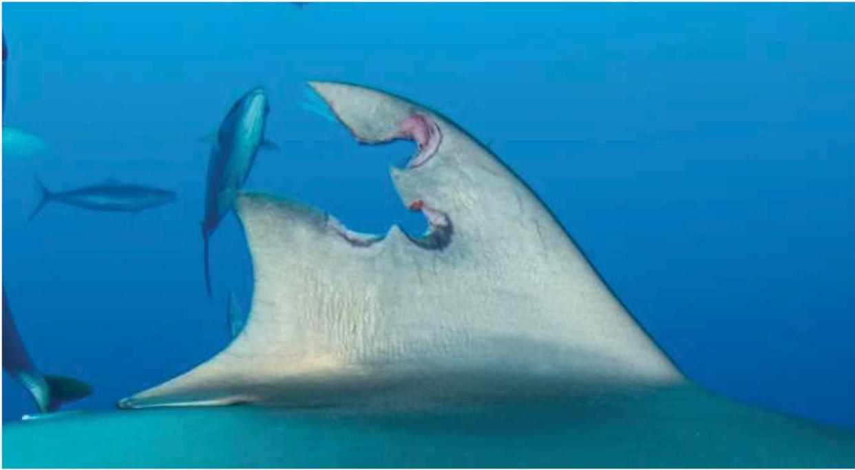 Aleta de tiburón herido en 2022 frente a las costas de Florida | Journal of Marine Sciences (2023) Josh Schellenberg