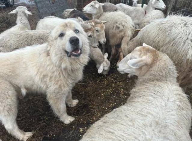 Casper, a farm dog from Georgia, won the 2024 American Farm Bureau’s “Farm Dog of the Year: People’s Choice Pup” award. The Great Pyrenees owned by John Wierwille suffered major injuries when he was attacked by a pack of coyotes while protecting his flock of sheep.