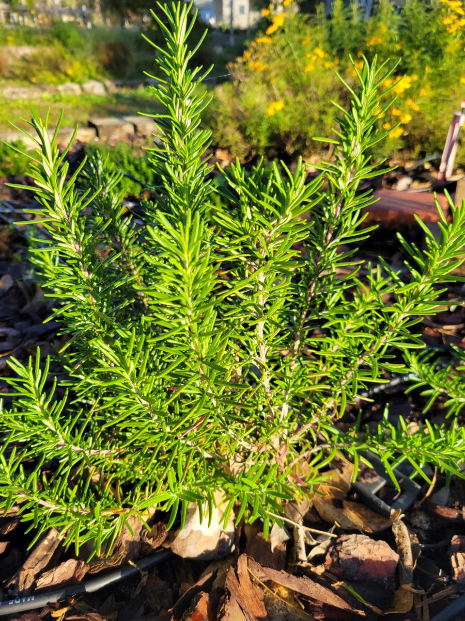 Rosemary (Rosmarinus officinalis) is a woody shrub that can grow up to 4 feet or more. It can be grown in full sun to partial shade and in well-drained soils.
