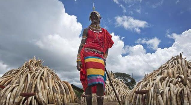 A Maasai man in ceremonial dress poses for visitors to take photographs of him in front of one of around a dozen pyres of ivory, in Nairobi National Park, Kenya. Source: AAP.