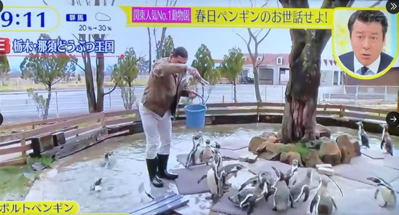 日本發生搞笑藝人闖進企鵝池的事件。（圖／翻攝推特）