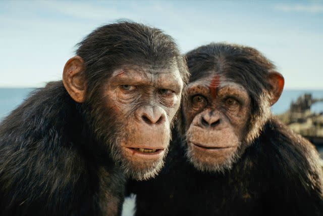 <p>20th Century Studios</p> "Kingdom of the Planet of the Apes"